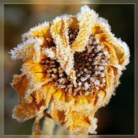 Titelbild des Albums: Natur