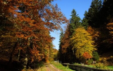 Der heurige Herbst wird bunt