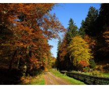 Der heurige Herbst wird bunt