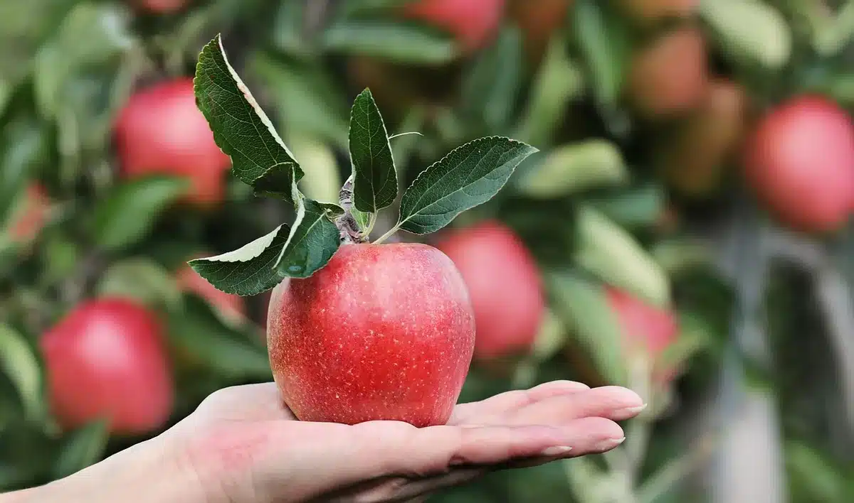 Anonieme handen leggen beschimmeld fruit in de vuilnisbak op een keukentafel, koelkast op de achtergrond