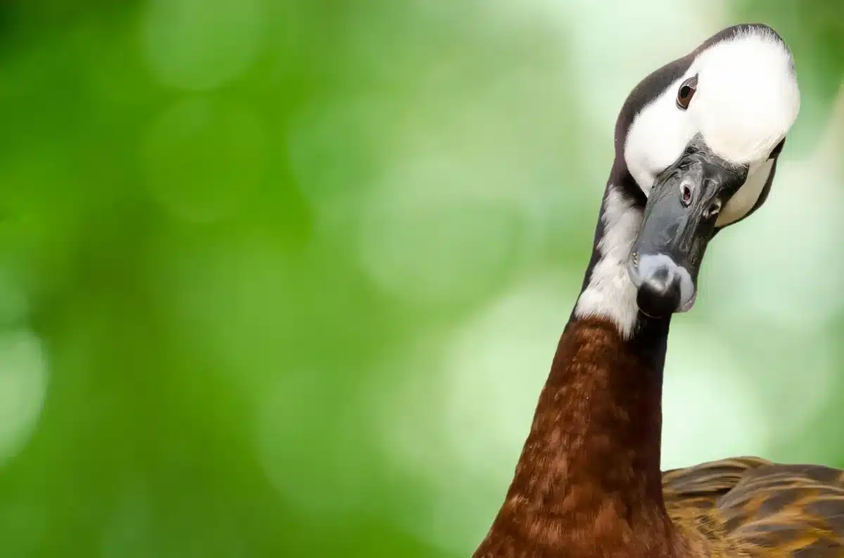 Close-up van intens kijkende acteur met dramatische belichting